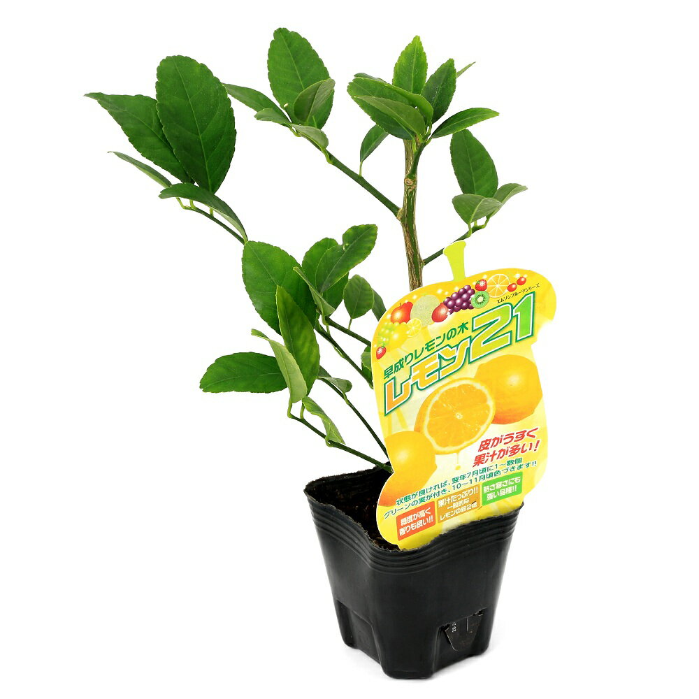 （観葉植物）果樹苗 レモン21 3号（1ポット） 家庭菜園 果物 フルーツ