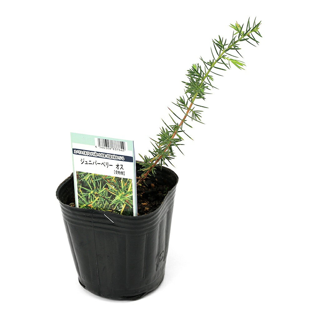 （観葉植物）果樹苗 よっちゃんお勧め ジュニパーベリー オス 3号（1ポット） 家庭菜園 果物 フルーツ