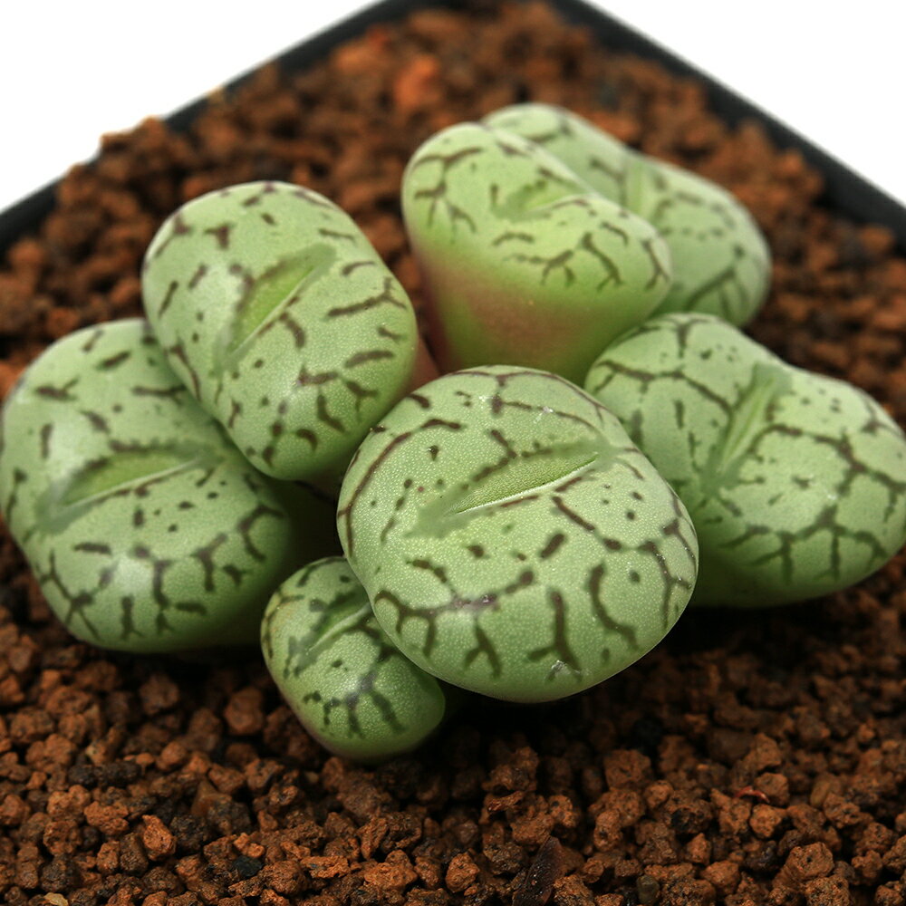 （多肉植物）コノフィツム 安寿姫 3号（1鉢）