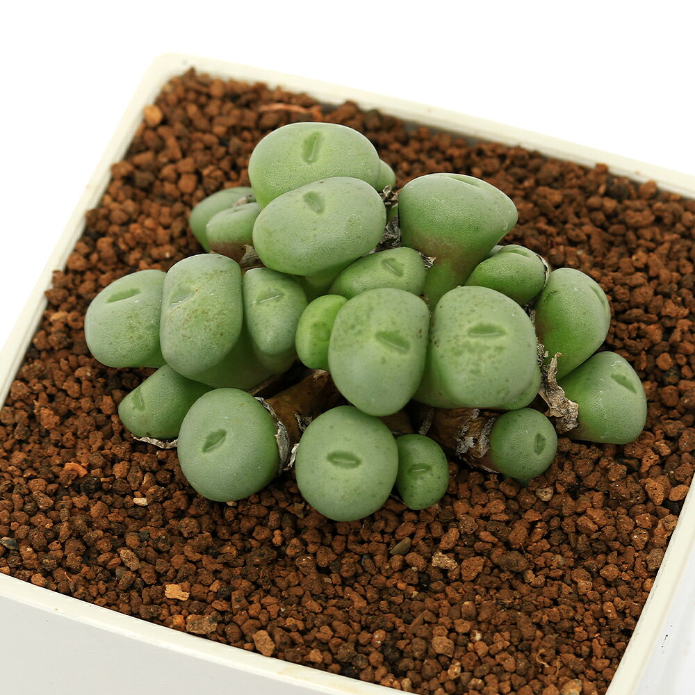 乐天商城 - （多肉植物）コノフィツム　ウィルヘルミー　3号（1鉢）