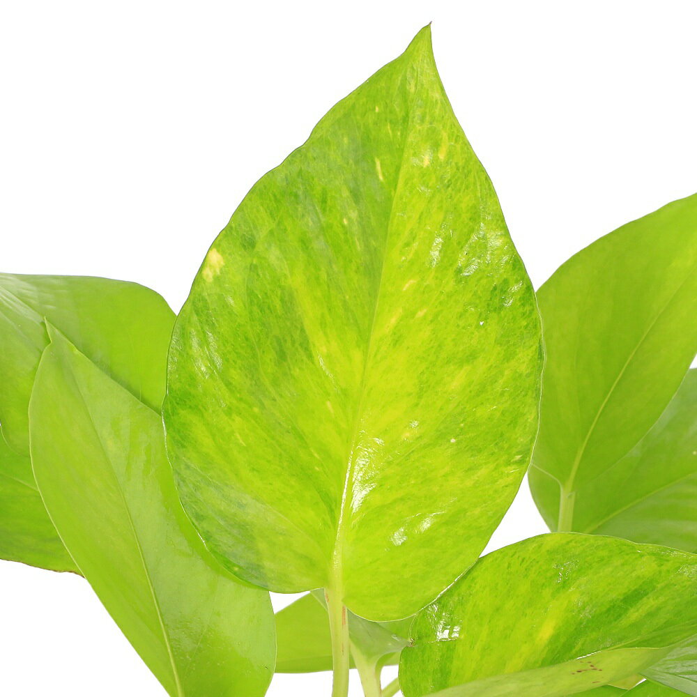 ポトステルノムーンライト3号PVP