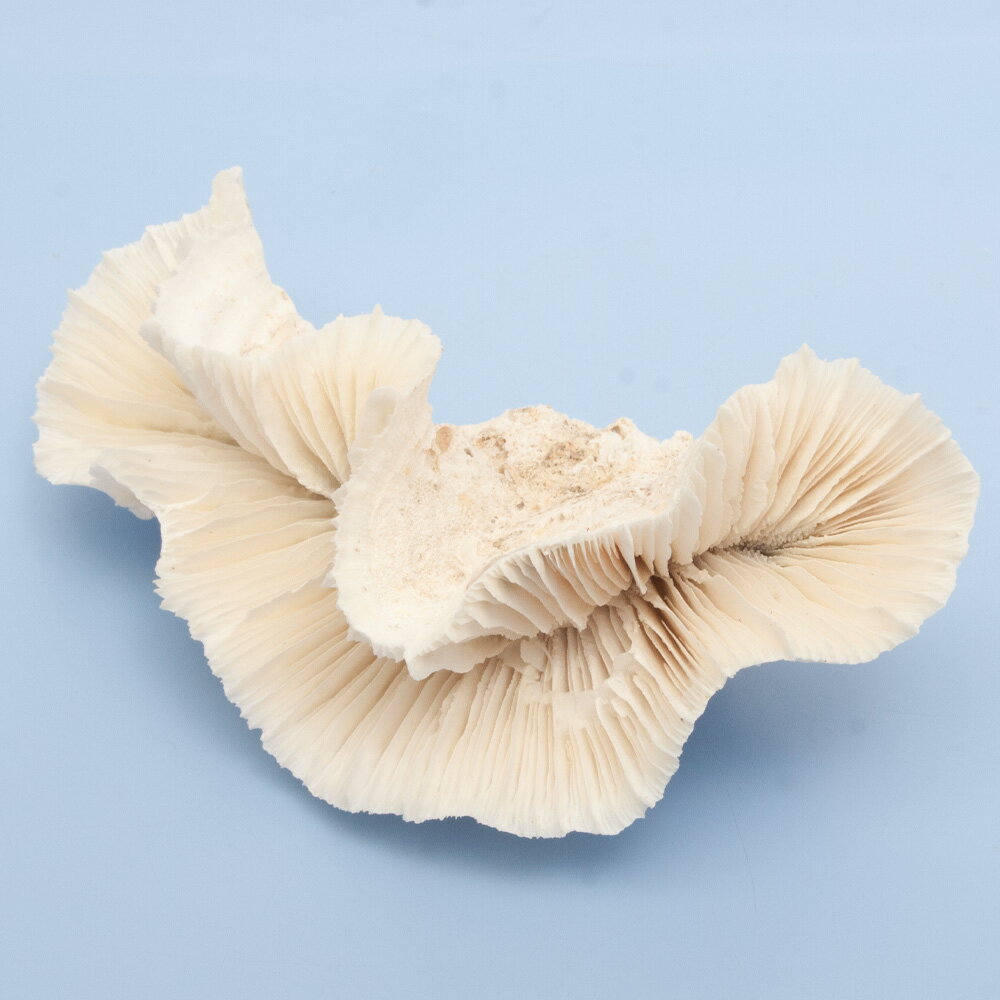 ����ʪ�������ꥵ�󥴡��ȥ��ڥåȥ�����롡359641������������