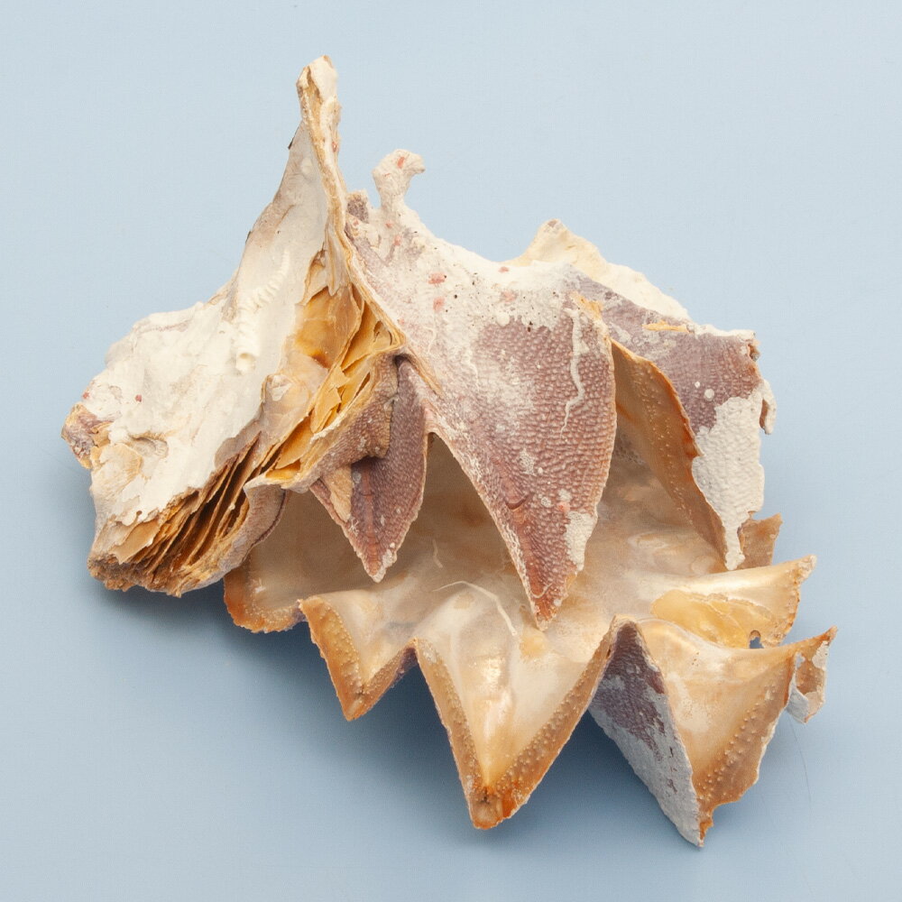 楽天市場】トウカムリの通販