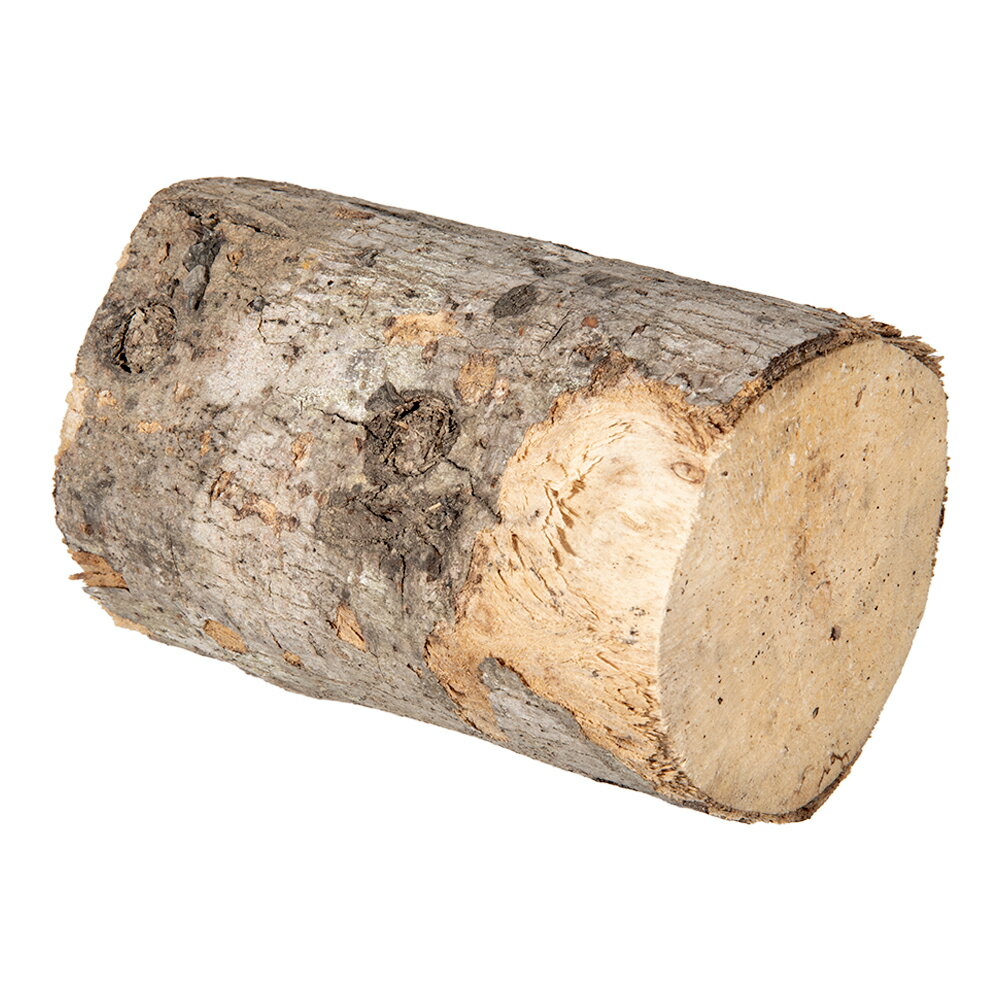 カエデ産卵木 L 太目 良材 関東当日便