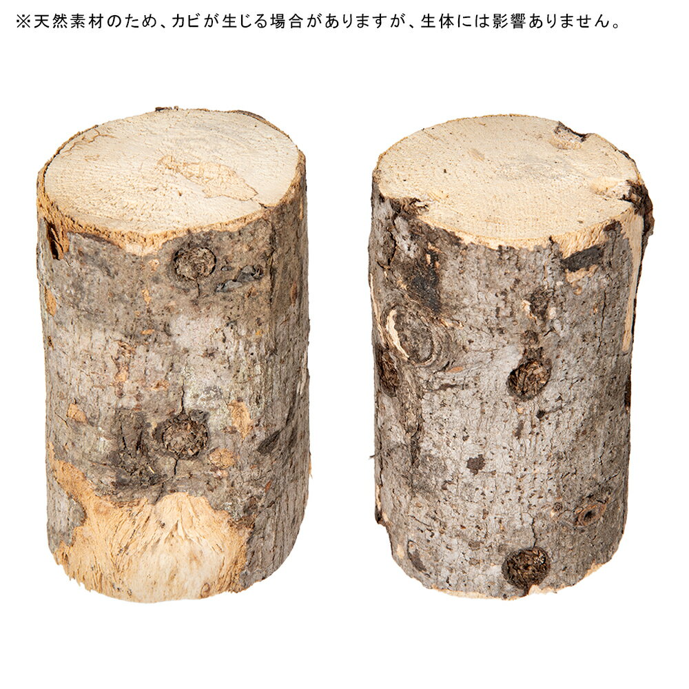 �����ǻ����ڡ�L�����ܡ��ɺࡡ����������