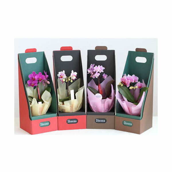 (観葉植物)鉢花ギフト マイクロ胡蝶蘭 花色おまかせ 1本立ち(2WAYボックス入り) 2.5号(1鉢)