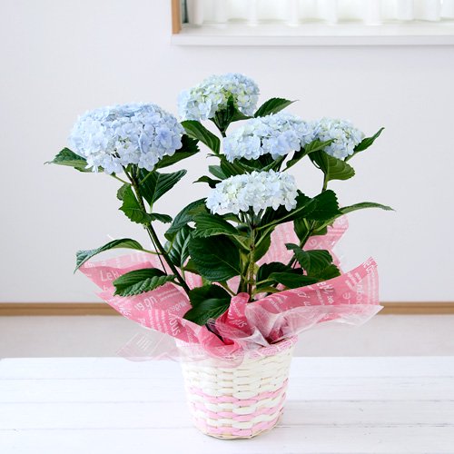 ����̵��������������եȡ����Υ����������Ƥޤ�Ƥޤꡡ�֥롼��5���1ȭ�ˡ�Ʊ���Բġ�5��1����5��10���ˤ��Ϥ�