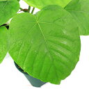 (観葉植物)フィカス ウンベラータ 4号(1鉢)
