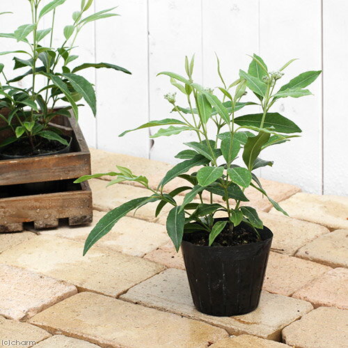 （観葉植物）ハーブ苗　レモンマートル（レモンハニーマートル）　3〜3．5号（1ポ...
