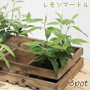 (観葉植物)ハーブ苗 レモンマートル(レモンハニーマートル) 3号(3ポット) 家庭菜園