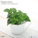 (観葉植物)ミニ観葉 オアシス苗 ペペロミア デンドロフィラ(1苗)