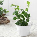 (観葉植物)ミニ観葉 オアシス苗 フィカス プミラ 緑(1苗)