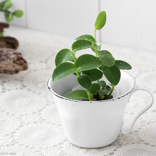 （観葉植物）ミニ観葉 オアシス苗 ホヤ クミンギアナ（1苗）