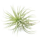 (観葉植物)エアープランツ チランジア ストリクタ ハードリーフ Lサイズ(1株)