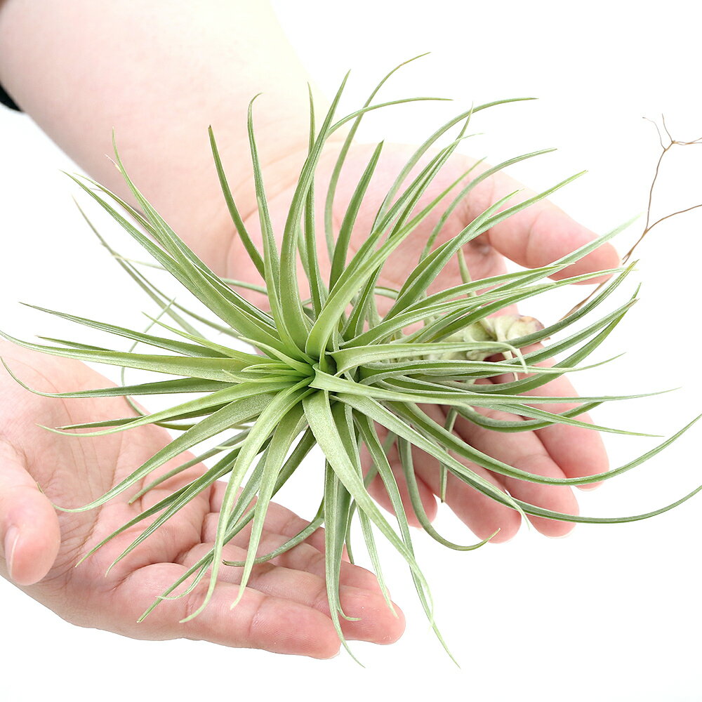 �ʴ��տ�ʪ�˥������ץ��ġ�����󥸥������ȥꥯ�����ϡ��ɥ꡼�ա�L��������1����