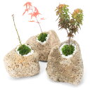 (盆栽)苔盆栽 抗火石鉢植え 紅葉(モミジ 品種おまかせ表記無し)Sサイズ(1鉢)飾り石つき
