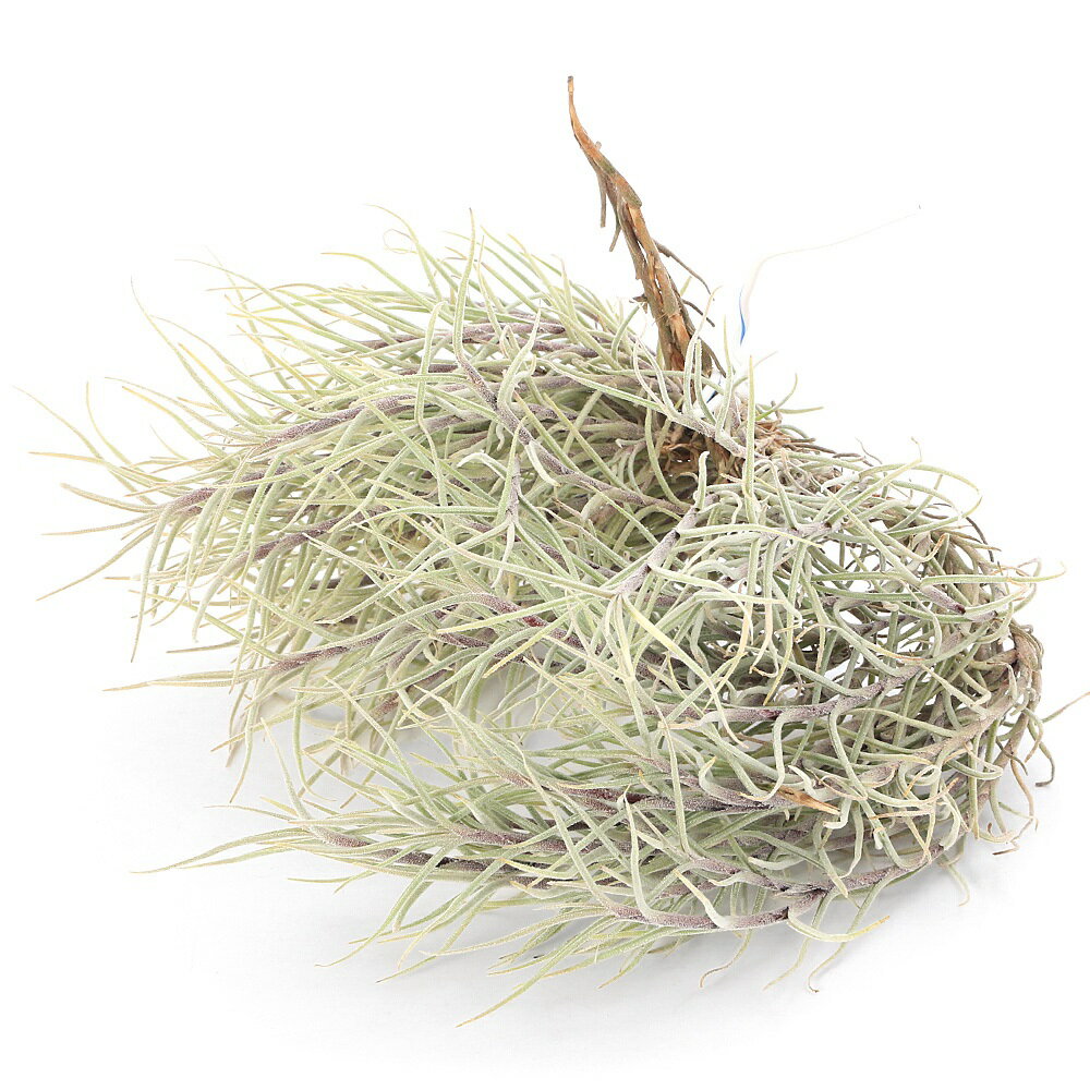 （観葉植物）エアープランツ チランジア カピラリス（1株）