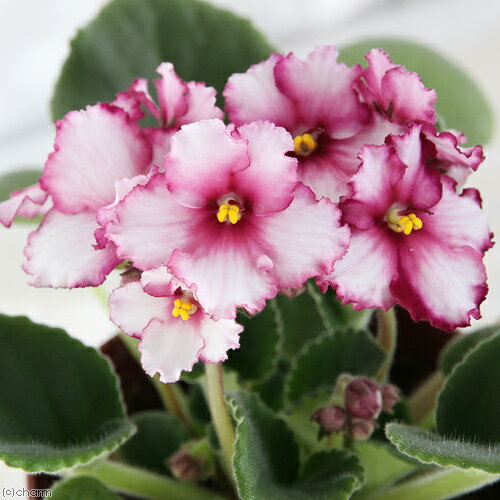 （観葉植物）セントポーリア サターン イノーバ種 3．5号（1鉢）