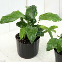 (観葉植物)カラテア ムサイカ 4号(1ポット)