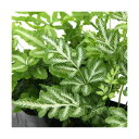 (観葉植物)プテリス 品種おまかせ 3号(5ポット) シダ植物