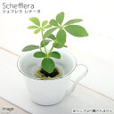(観葉植物)ミニ観葉 オアシス苗 シェフレラ レナータ(1苗)