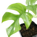 (観葉植物)ヒメモンステラ 3号(1ポット)