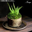 (山野草)苔盆栽 おまかせ益子焼鉢植え コバンソウ(タワラムギ) 丸型 小(1鉢)