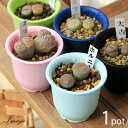(多肉植物)リトープス(玉型メセン) 品種おまかせ 2号(1鉢)