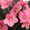 (観葉植物)セントポーリア サブリナ オプチマラ種 3.5号(1鉢)