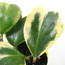 (観葉植物)ラブラブハート 斑入り 3~3.5号(1鉢)ホヤ カーリー(シャムサクララン)