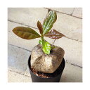 (観葉植物)バーリングトニア(ゴバンノアシ) 4~4.5号(1鉢)