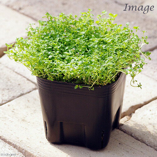 （観葉植物）ハーブ苗 ミント コルシカミント 3号（1ポット） 家庭菜園