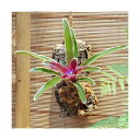 (観葉植物)バージンコルクプランツ ブロメリア ネオレゲリア ファイヤーボール 斑入り(1個)
