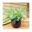 (観葉植物)ハーブ苗 ヤロウ(品種おまかせ) 3号(1ポット) 家庭菜園