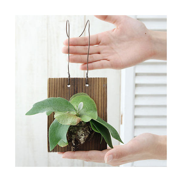 （観葉植物）コウモリラン　ビカクシダ　焼杉板　壁掛仕立て（1個）