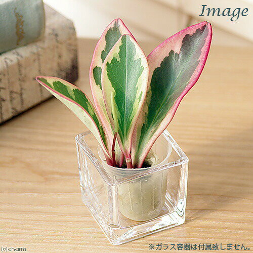 （観葉植物）ミニ観葉 オアシス苗 ペペロミア クルシフォリア ジェリーライト（1苗）