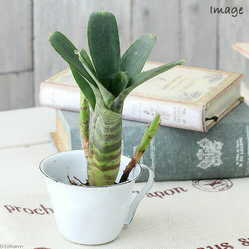 （観葉植物）ビバリウムプランツ ブロメリア ネオレゲリア ’アケソ’ 3cmポット（1ポット）タンクブロメリア
