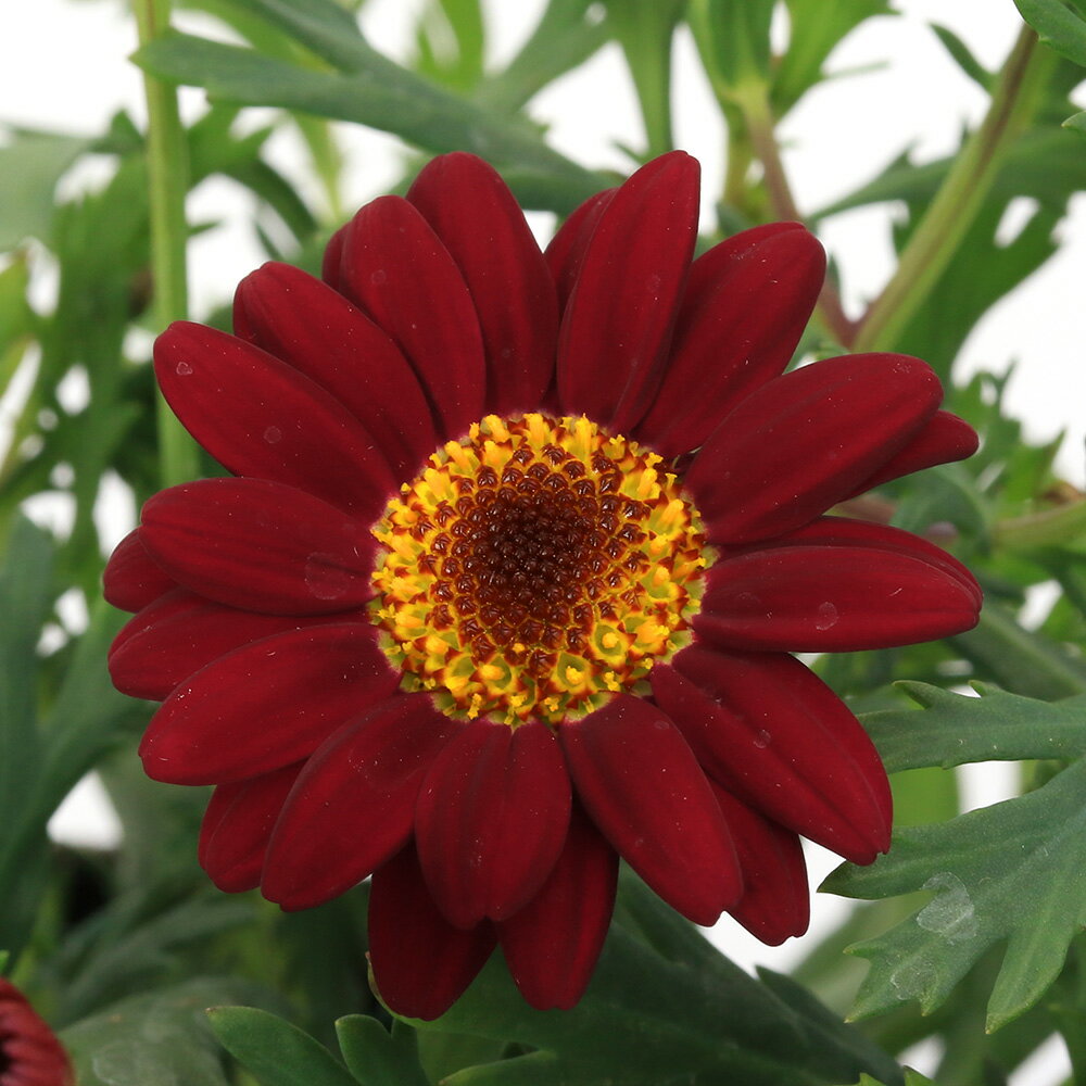 （観葉植物）サントリー ボンザマーガレット チェリー 3．5号（1ポット）