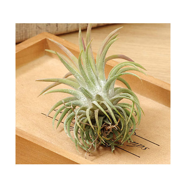 エアープランツチランジアイオナンタロン