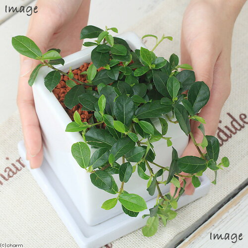 （観葉植物）小さい　インテリア　這性ガジュマル　フィカス　シャングリラ　スクエアホワイト（1鉢）受皿付　セラミス　鉢植え　おしゃれ　室内　プレゼント