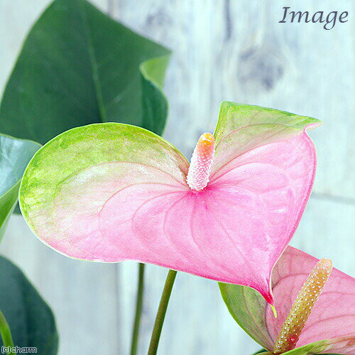 楽天市場】アンスリウム 苗（観葉植物｜花・観葉植物）：花・ガーデン