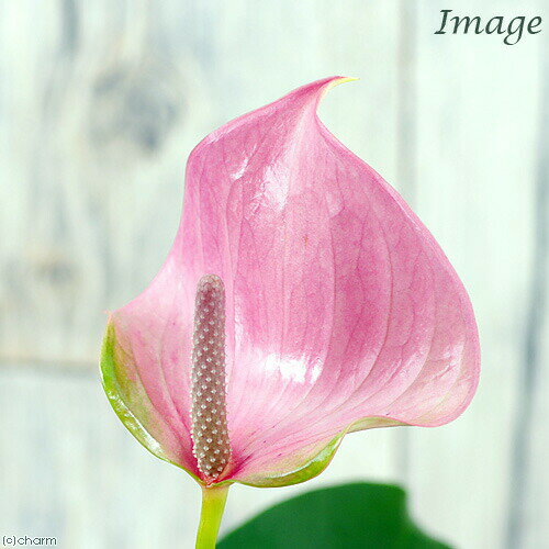 楽天市場】アンスリウム 苗（観葉植物｜花・観葉植物）：花・ガーデン