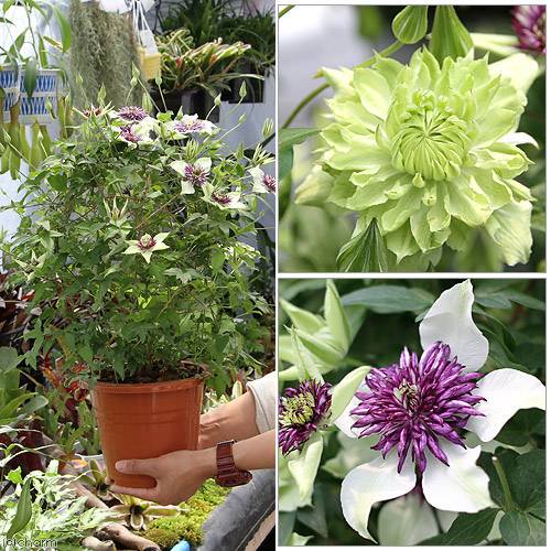 ����̵��������������եȡ�����ޥ����������ܥ�ǥ��������ޥ󥨡��ߥå���������6���1ȭ�ˡ�Ʊ���Բġ�5��1����5��10���ˤ��Ϥ�