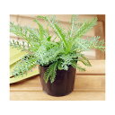 (観葉植物)ハーブ苗 ヤロウ(品種おまかせ) 3号(3ポット) 家庭菜園