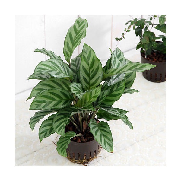 （観葉植物）おまかせハイドロ苗 9φ Lサイズ（3ポット）