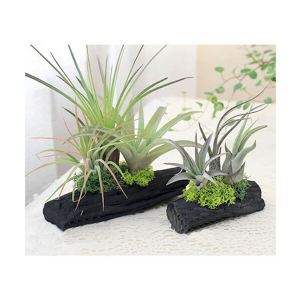 (観葉植物)エアープランツ 熊野備長炭アレンジ 大(1個) おしゃれ 室内 プレゼント