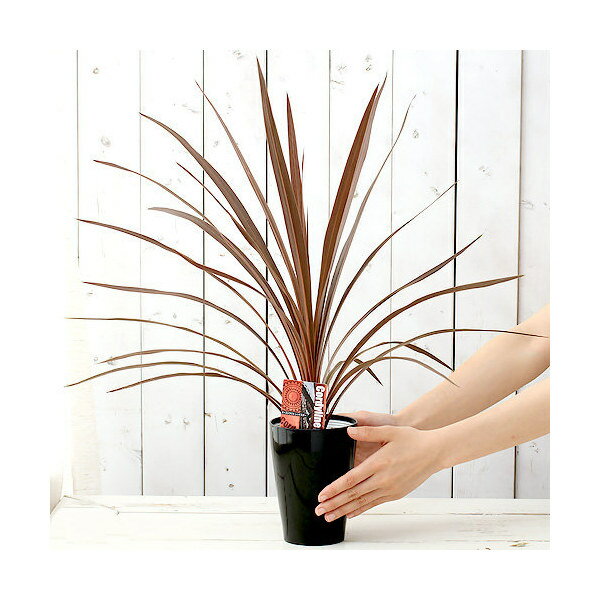 （観葉植物）コルディリネ　品種おまかせ　3．5〜4号（1ポット）　オージープランツのサムネイル