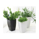 (観葉植物)リプサリス 品種おまかせ 3〜3.5号(3ポット)