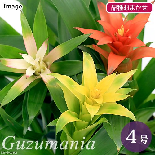 グズマニア品種おまかせ4号