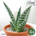 (多肉植物)アロエ 千代田錦 4号(1鉢)